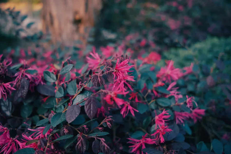 Flowering shrubs in a freshly planted bed