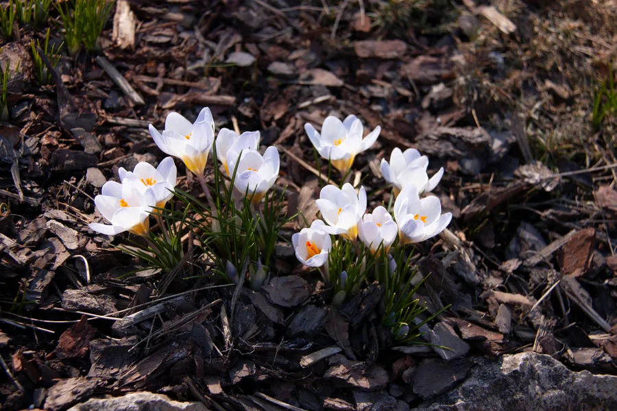 Spring bulbs coming up through fresh mulch